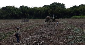 Ethanol Not Enough to Heal Sugarcane's Environmental Legacy in Colombia - Vimarsana News