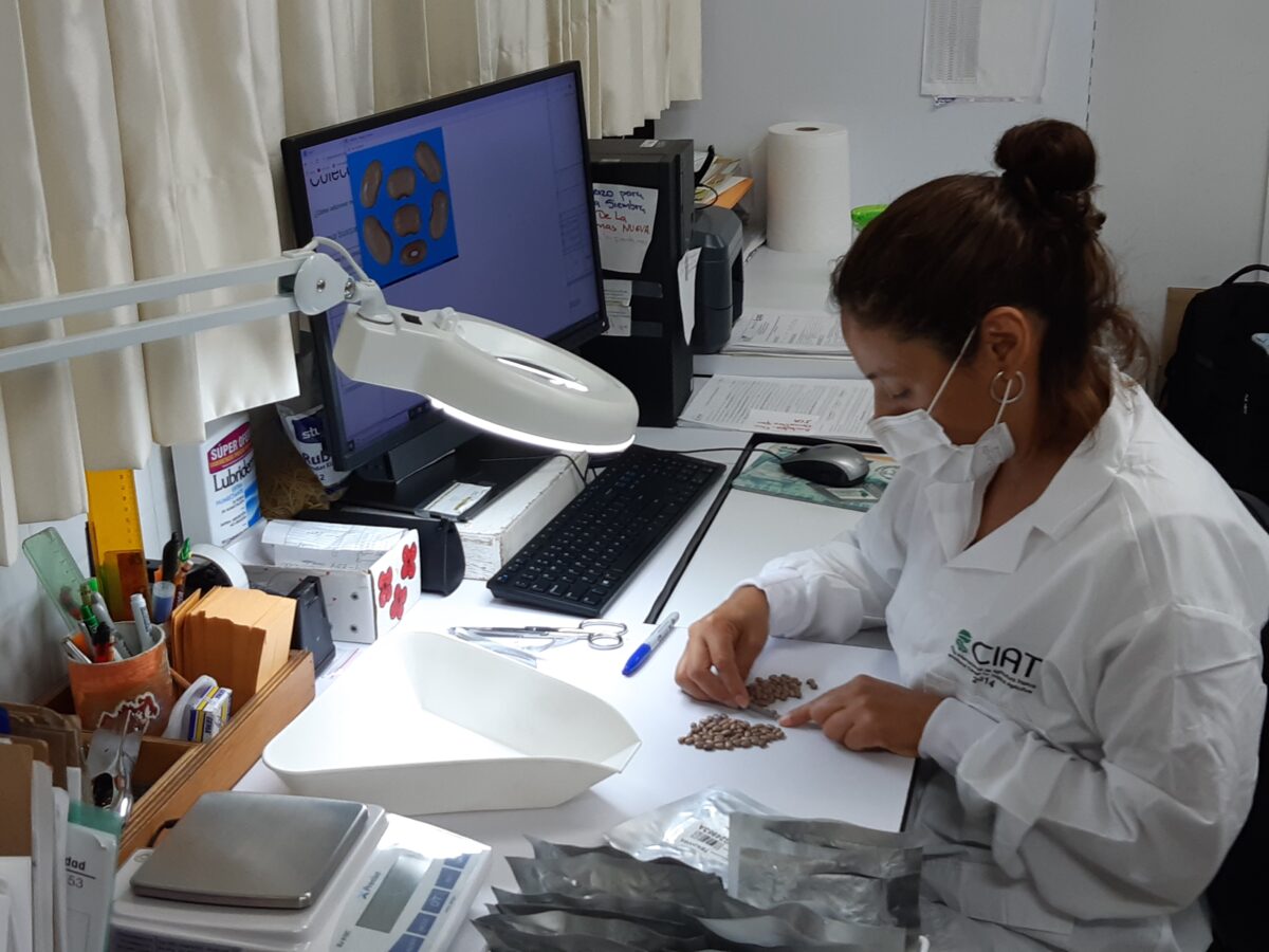 The process of storing seeds with the embryos of future plants in the new facility in Palmira, in southwestern Colombia, begins with the analysis of their characteristics, as practiced by researcher Mercedes Parra at the Seeds of the Future gene bank. CREDIT: Emilio Godoy/IPS
