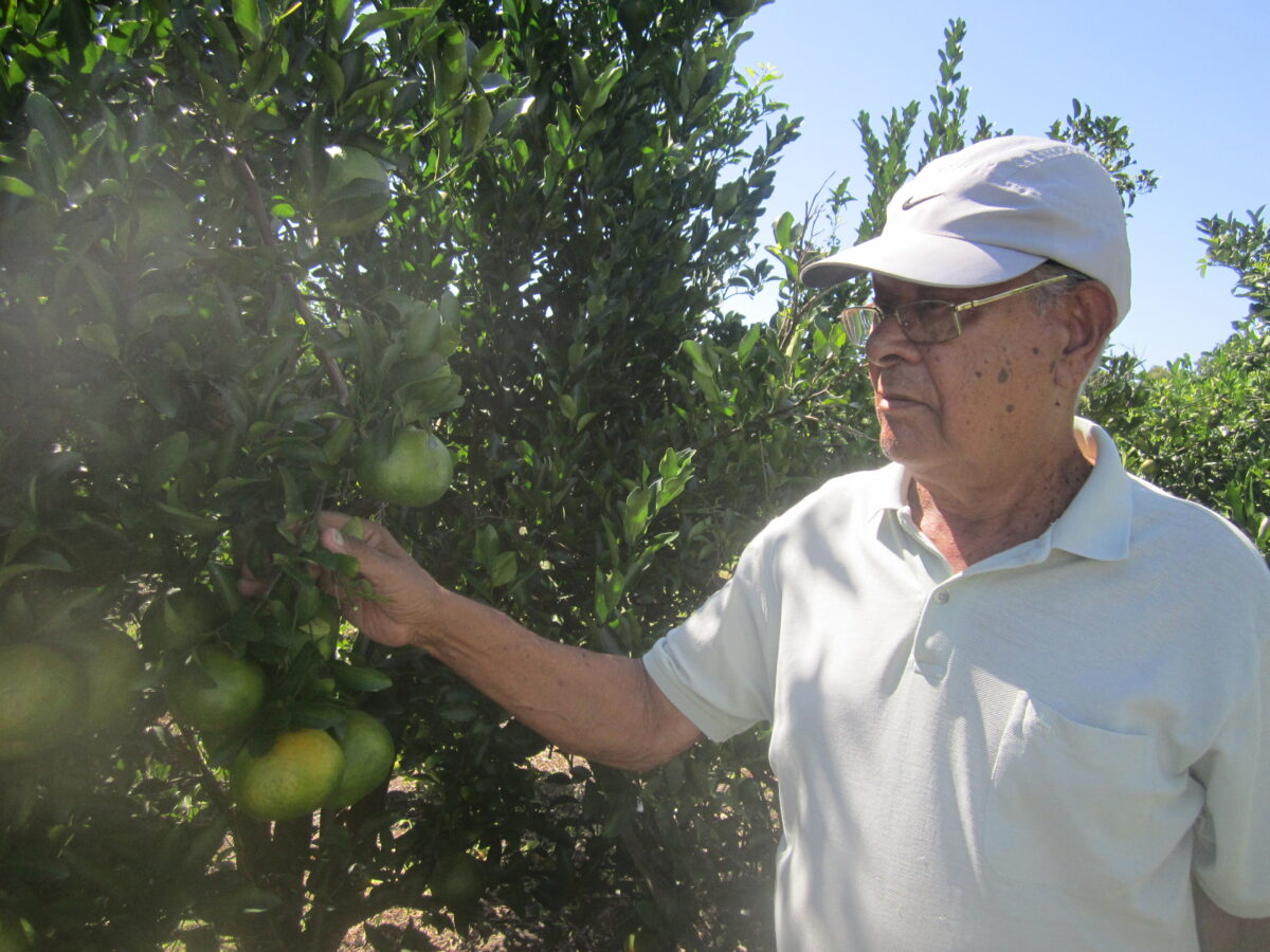 Alcir Coração, an 81-year-old family farmer, stands next to an orange grove on his farm, where he harvests fruit that he sells to the Itaboraí municipal government for school meals. He lost his entire harvest in 2020 and part of it in 2021, because of the COVID pandemic that forced schools to be closed in Brazil. But this year he expects to do even better than the good sales of the pre-pandemic years. CREDIT: Mario Osava/IPS