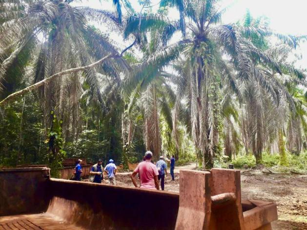 Quilombola communities are resisting the encroachment of oil palm plantations onto their territories (Image: Joaquim Pimenta)