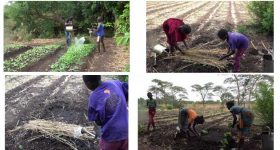 Child Labour: No Quick End to Children Trapped in Tobacco Production - Vimarsana News