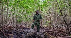 Nature-Positive Ventures Crucial for Africa's future - Vimarsana News