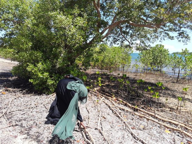 Community-led restoration of mangroves along Kenya's coastal shorelines is ongoing. Credit: Joyce Chimbi/IPS