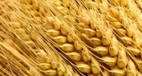 Sidestepping Hunger & Boosting Food Security - Vimarsana News