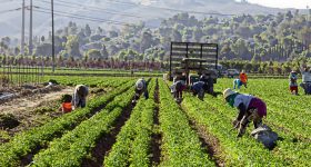 Migrant Workers from Mexico, Caught Up in Trafficking, Forced Labor and Exploitation - Vimarsana News