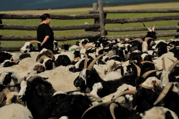 Herder D. Chimiddulam waits at home for her son, who is looking for missing livestock. Credit: Namuunbolor Tumur-Ochir/IPS - Digital Record-Keeping Eases the Burden of Mongolian Herders
