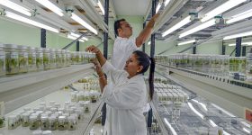 Pacific Community's Agricultural Gene Bank Wins Global Award - Vimarsana News