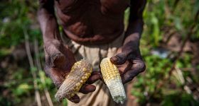 World Food Day 2022 Call to Action as 828M People Go Hungry - Vimarsana News