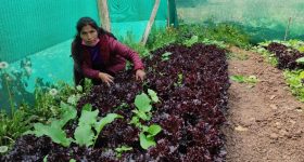 Agroecological Women Farmers Boost Food Security in Peru's Highlands - Vimarsana News