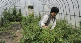 Farmers in Bhutan Turn To Asparagus and Strawberries To Boost Incomes - Vimarsana News