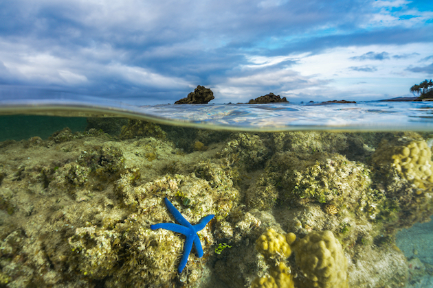Putting Nature on a Quantifiable, Ambitious Path to Recovery