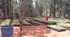 Pan-African initiatives to boost food production and research and development could increase yields on farms on the continent. Credit: Joyce Chimbi/IPS