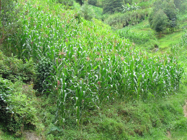 COP27: Africa’s Agri-food Systems Losses Ignored in Global Climate Negotiations
