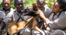 Africa Fights Back Against Wildlife Poachers, but Drought is Devastating - Vimarsana News