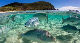 A Last-Ditch Effort to Save a High Seas Treaty from Sinking - Vimarsana News