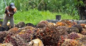 UNDP: Getting All on Board to Meet Deforestation Targets - Vimarsana News