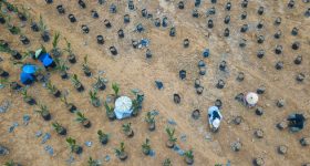 Smallholders Key to Reducing Indonesian Deforestation - Vimarsana News