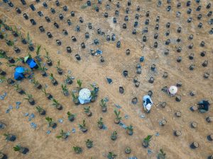 The replanting of palm oil plants aimed at [...] <a class=