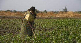 Livelihoods of Almost Half the World's Population Depend on Agrifood Systems - Vimarsana News