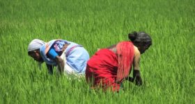 International Day of Plant Health - Unceasing Human Attacks on the Source of 80% of Food, 98% of Oxygen - Vimarsana News