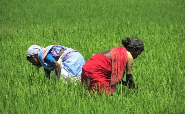 Unceasing Human Attacks on the Source of 80% of Food, 98% of Oxygen - Vimarsana News