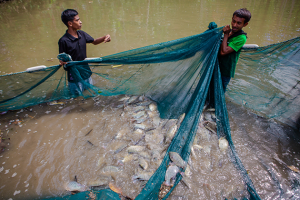 How the Rise of Timor-Leste’s Aquaculture Sector Is a Blueprint for Other Small Island Nations