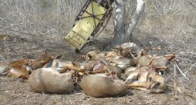 Nothing Beats Bushmeat, Not Even the Risk of Disease - Vimarsana News