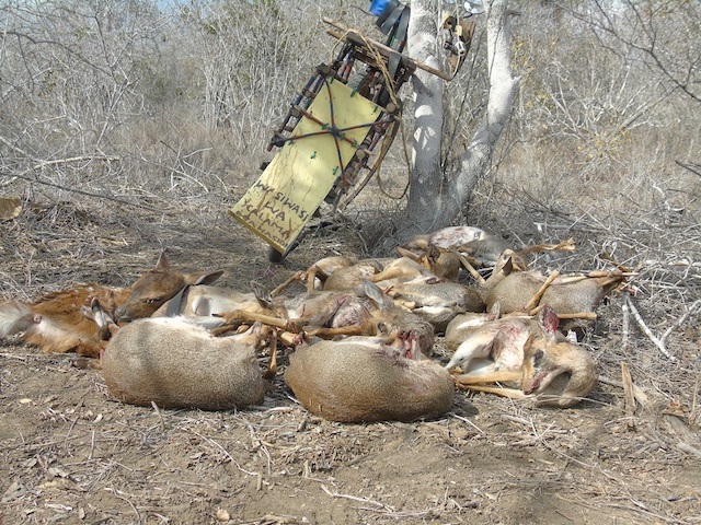 Nothing Beats Bushmeat, Not Even the Risk of Disease