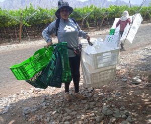 Her hands loaded with crates, Susan Quintanilla, a union leader of agro-export workers in the...<a href=