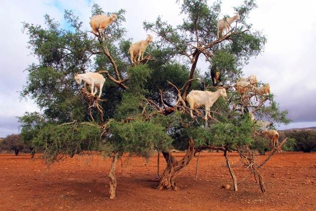 The argan tree forest constitutes a vital fodder reserve for all herds even in periods of drought. All parts of the argan tree are edible and very appreciated: leaves, fruits and the undergrowth are a meal of choice especially for the most daring goats that do not hesitate to climb the branches. Credit: Shutterstock.