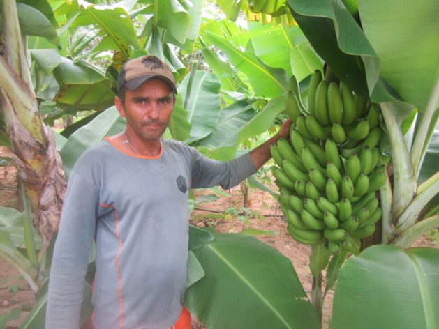 Eronildes da Silva proudly stands next to a bunch of bananas on his farm, whose large size is the result, he says, of the effective fertilizer of reusing waste water. In addition to farming, he drives a school bus and builds rainwater tanks in Afogados da Ingazeira, in Brazil's semiarid Northeast region. CREDIT: Mario Osava/IPS