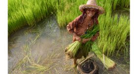 Empowering Asia's Farming Communities through Inclusive Business - Vimarsana News