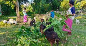 Empowering Women: Livestock Farming Brings Relief Post-COVID - Vimarsana News