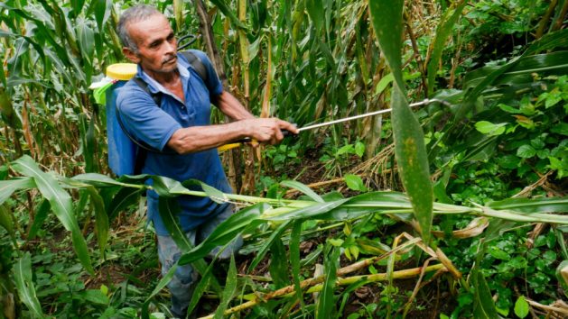 Medardo Pérez, 60, sprays paraquat, a potent herbicide, to kill the weeds growing in his corn crop in the San Isidro canton of the municipality of Santa María Ostuma, in central El Salvador. Most small farmers in Central America use this and other agrochemicals on their crops, just as agribusiness does on monocultures such as bananas, pineapples, coffee and sugar cane. CREDIT: Edgardo Ayala / IPS