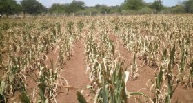 Building Agricultural Resilience in a Changing Climate: Strategies to Safeguard Crop Production Amidst Extreme Weather Events - Vimarsana News