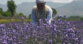 Wrecked by Climate Change, Farmers in Kashmir Shift to Lavender - Vimarsana News