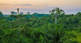 Carbon Colonialism Has No Place in Liberia's Forests - Vimarsana News
