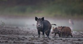 Invasive Species, a Fast-Riding Horsemen Galloping the Biodiversity Apocalypse - Vimarsana News