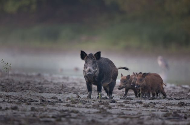 Invasive Species, Fast-Riding Horsemen Galloping the Biodiversity Apocalypse - Vimarsana News