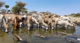 Women hold the Key to Success of Pastoralism in Africa - Vimarsana News