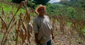 El Niño's Impact on Central America's Small Farmers Is Becoming More Intense - Vimarsana News