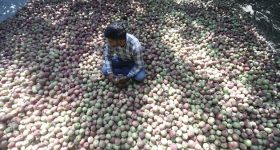 Kashmir's Apple Industry Faces Dire Threats Due to Climate Change - Vimarsana News