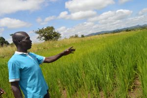 David Obwona at his seed rice farm in [...] <a class=