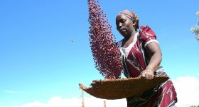 Indigenous Voices and Food Systems Lead the Way at COP28 - Vimarsana News