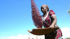 Christine Nalienya, a farmer in western Kenya, winnowing beans [...] <a class=