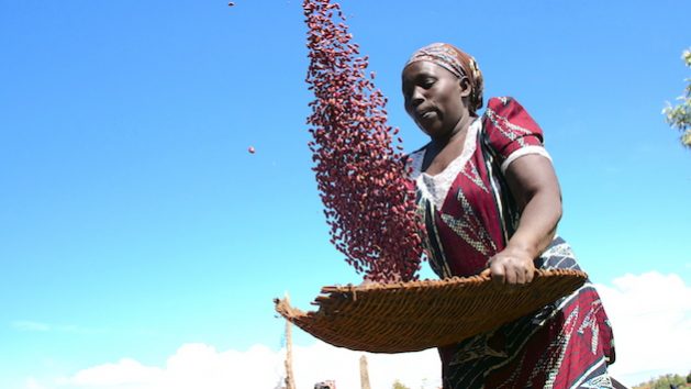 Indigenous Voices and Food Systems Lead the Way at COP28 - Vimarsana News