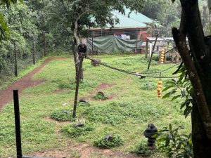 Tacugama Chimpanzee Sanctuary – a conservation center dedicated [...] <a class=