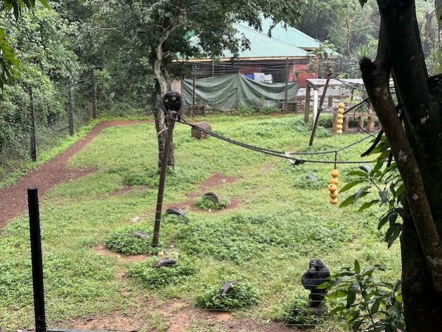 Tacugama Chimpanzee Sanctuary – a conservation center dedicated to rescuing, rehabilitating, and protecting Sierra Leone’s national chimpanzee. Credit: Stella Paul/IPS