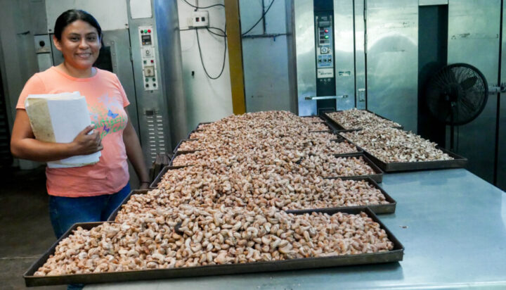 Brena Cerén, administration coordinator, shows part of the organic cashew nut production just out of the ovens of the cooperative set up in San Carlos Lempa, in the Salvadoran municipality of Tecoluca. Cashew nut production in the coastal area of the country has a growing market in the United States and European countries. CREDIT: Edgardo Ayala / IPS