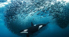 Africa's Great Blue Wall | Inter Press Service - Vimarsana News